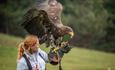 Falcon at the Falconry Experience at Robin Hill Adventure Park, Newport, Isle of Wight, attraction, family, children activities