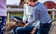 Child feeding wallaby at Tapnell Farm Park, Isle of Wight, attraction, family