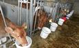 Cows eating in the barn Briddlesford Farm, Isle of Wight, local produce, let's buy local