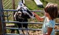 Girl stroking a goat at Tapnell Farm Park, Isle of Wight, attraction, family fun, activities