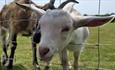 Goat poking it's head through the fence at Isle of Wight Rare Breeds CIC, animals, children activities, attraction, family, nature