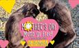 Mother's Day poster, Monkey Haven event, animal attraction, family event, what's on, Isle of Wight