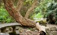 Cork Tree at Ventnor Botanic Garden, Isle of Wight, attraction