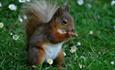 Red Squirrel, Isle of Wight, Rylstone Tea Gardens and Crazy Golf, Things to Do, Gardens, Wildlife