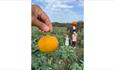 Small pumpkin being held with children looking at the scarecrow in the background at the Pumpkin Patch event at Westover Farm, family friendly, childr