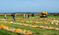 Pumpkin Field at Tapnell Farm Park at Halloween event, Isle of Wight, What's On