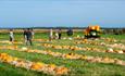 Pumpkin Field at Tapnell Farm Park at Halloween event, Isle of Wight, What's On