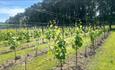 View of the vineyard at Gatcombe Estate, Isle of Wight, attraction, guided tour, walking