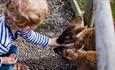 Child feeding wallabies at Tapnell Farm Park, Isle of Wight, attraction, family fun, activities