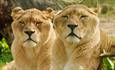 Two lions at Wildheart Animal Sanctuary, animal attraction, Sandown, Isle of Wight