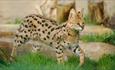 Serval walking in the grass at Wildheart Animal Sanctuary, animal attraction, Sandown, Isle of Wight