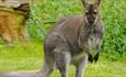 Kangaroo at Wildheart Animal Sanctuary, animal attraction, Sandown, Isle of Wight
