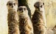 Three meerkats at Wildheart Animal Sanctuary, animal attraction, Sandown, Isle of Wight