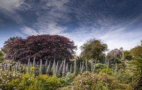 Ventnor Botanic Garden, Ventnor, Things to Do, Outdoor space