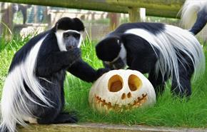 Monkey's playing with a pumpkin at Monkey Haven, October half term Halloween event, what's on, Isle of Wight
