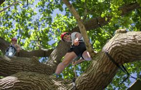 Man and woman climbing tree, Isle of Wight, Things to Do, Tree climbing, Appley Park, Ryde,