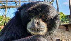 Bog the Siamang at Monkey Haven, sanctuary, Isle of Wight, Things to Do