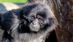 Mueller gibbons at Monkey Haven, sanctuary, Isle of Wight, Things to Do, attraction