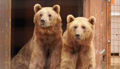Two bears at Wildheart Animal Sanctuary, Sandown, Things to Do