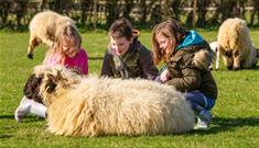 Children sitting with a sheep at Isle of Wight Rare Breeds CIC, animals, children activities, attraction, family, nature