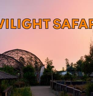 Twilight Safaris
