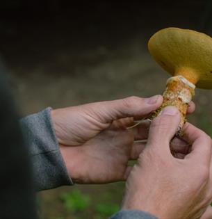 Isle of Wight, things to do, Autumn Foraging Walk, Borthwood Copse, Picture of freshly picked mushroom