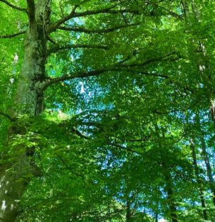 Beech tree, trees of life series gong and sound baths, health & wellbeing, Isle of Wight, wellness event, what's on, Echo Me Sound Therapy, image cred