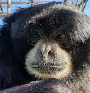 Bog the Siamang at Monkey Haven, sanctuary, Isle of Wight, Things to Do