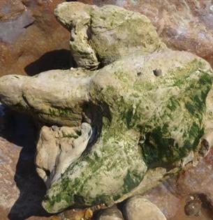 Isle of Wight, Things to do, Compton Bay Fossil Walks, Dinosaur footprint
