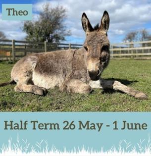 Isle of Wight, Things to do, Events, May Half Term, Donkey Sanctuary, Picture of Theo lying down in a field.