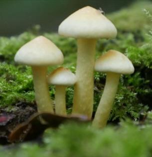 Isle of Wight, Things to do, Family Fungi Walk, Mottistone, Moss and Fungi image