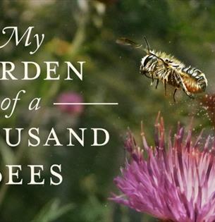 Isle of Wight, Things to do, Talk, Quay Arts, Thousand Bees