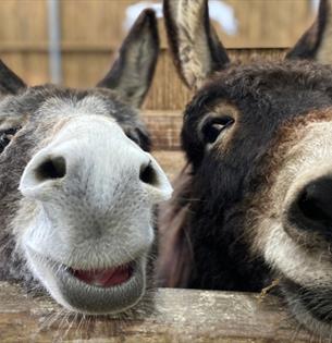 Isle of Wight, things to do, Guided Tour, Free Event, IoW Donkey Sanctuary