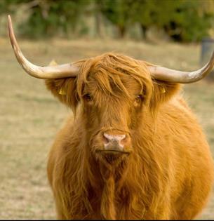 Isle of Wight, Things to do, Meet the Cows, Isle of Wight Rare Breeds CIC, Highland Cow