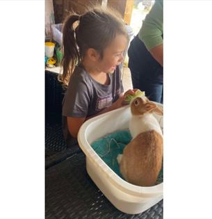 Isle of Wight, Things to do, Isle of Wight Rare Breeds CIC, Little Farmers