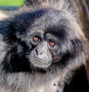 Mueller gibbons at Monkey Haven, sanctuary, Isle of Wight, Things to Do, attraction