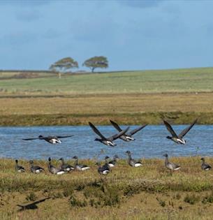 Birds at Newtown National Nature Reserve, Isle of Wight, birdwatching, wildlife, guided walk, Winter event, what's on