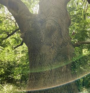 Oak tree, trees of life series gong and sound baths, health & wellbeing, Isle of Wight, wellness event, what's on, Echo Me Sound Therapy