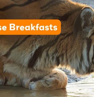 Isle of Wight, Things do to, Sunrise Breakfasts at Wildheart Animal Sanctuary, Sandown, Tiger Drinking