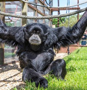 Xhabu the Siamang at Monkey Haven, sanctuary, Isle of Wight, Things to Do - copyright: Jason Swain