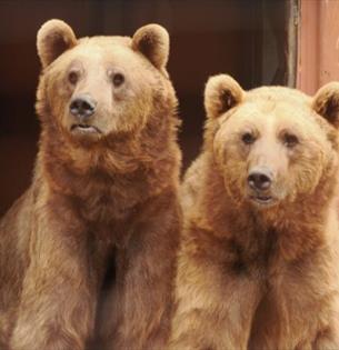 Two bears at Wildheart Animal Sanctuary, Sandown, Things to Do