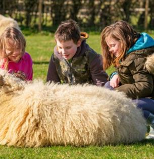 Children sitting with a sheep at Isle of Wight Rare Breeds CIC, animals, children activities, attraction, family, nature