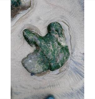 Dinosaur footprint on the Isle of Wight, fossil walk, National Trust, what's on, event