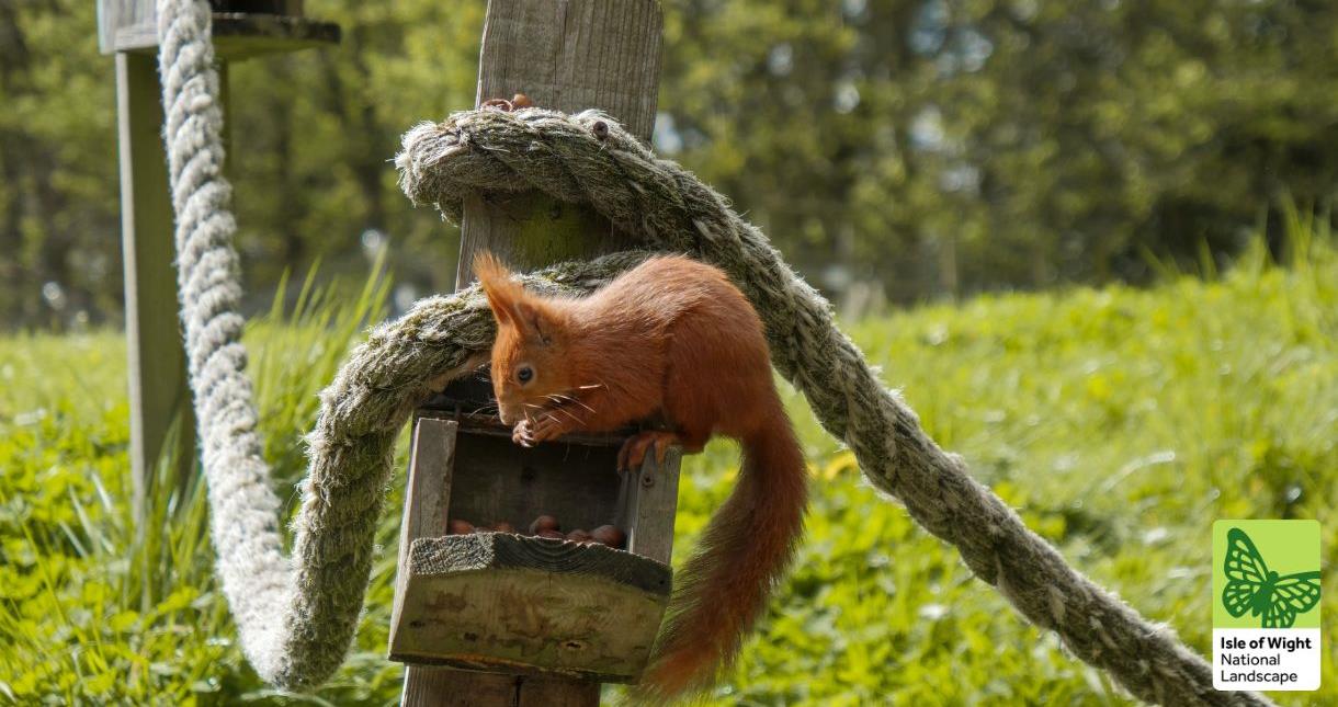Red Squirrel eating nuts on a post in the countryside on the Isle of Wight