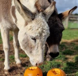 Donkeys with pumpkins at Isle of Wight Donkey Sanctuary