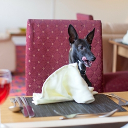 Dog sitting at dinner table in restaurant