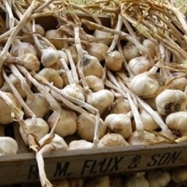 Lots of garlic in a box