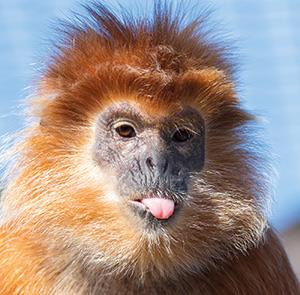 Lar Gibbon monkey at Monkey Haven