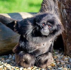Siamang Gibbon at Monkey Haven