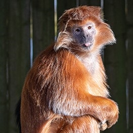 Lar Gibbon monkey at Monkey Haven